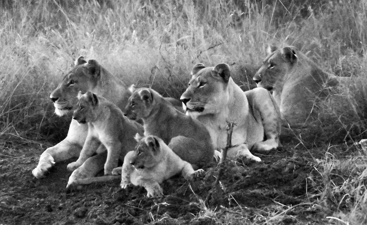 Family Pride by Jay Culotta, Image 1.