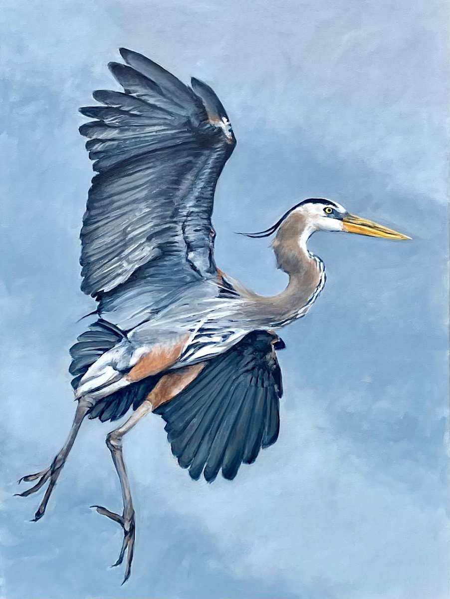Great Blue by Doug Nehrbass 