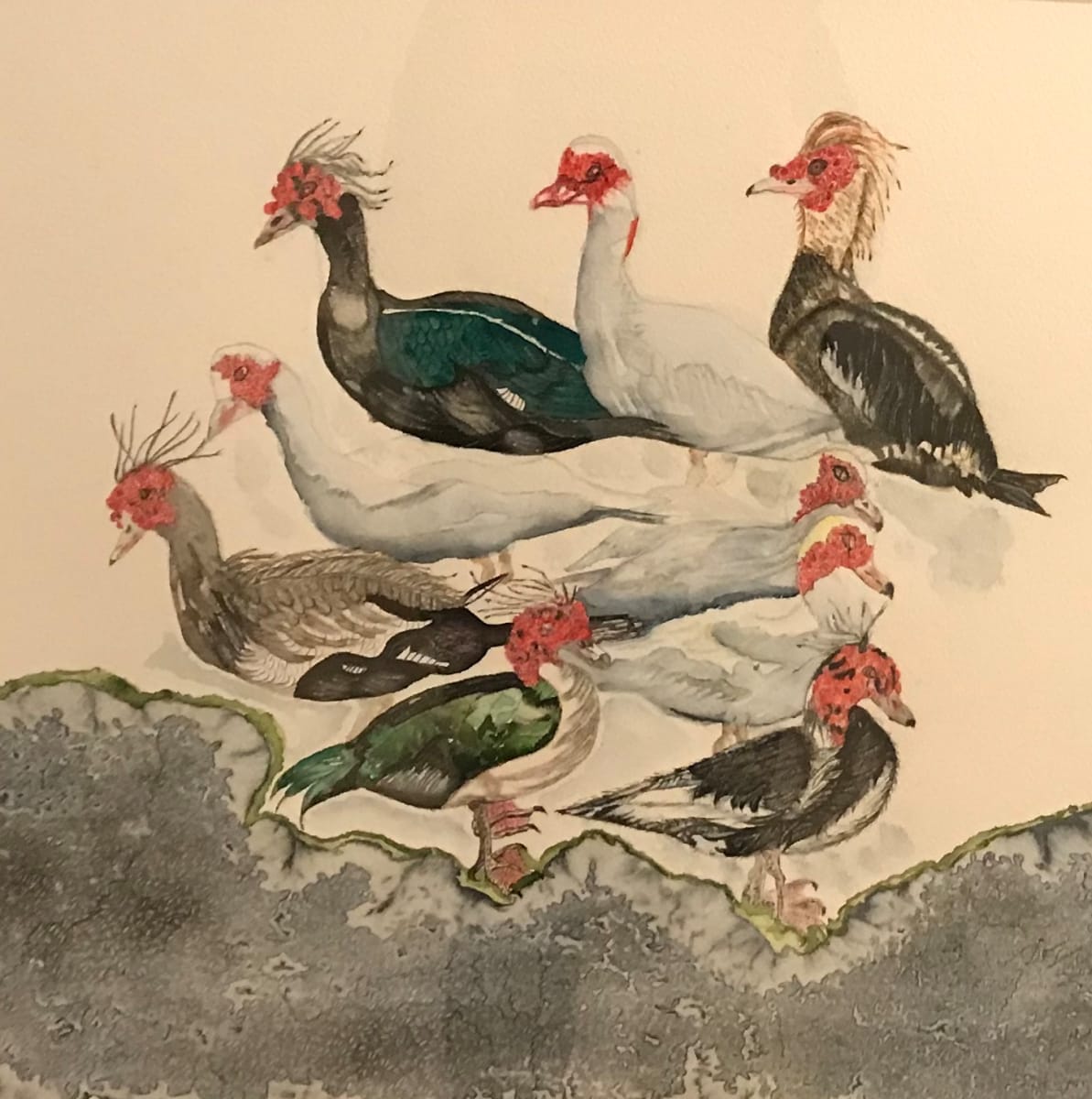 Muscovy In the Park by Donna Davis 