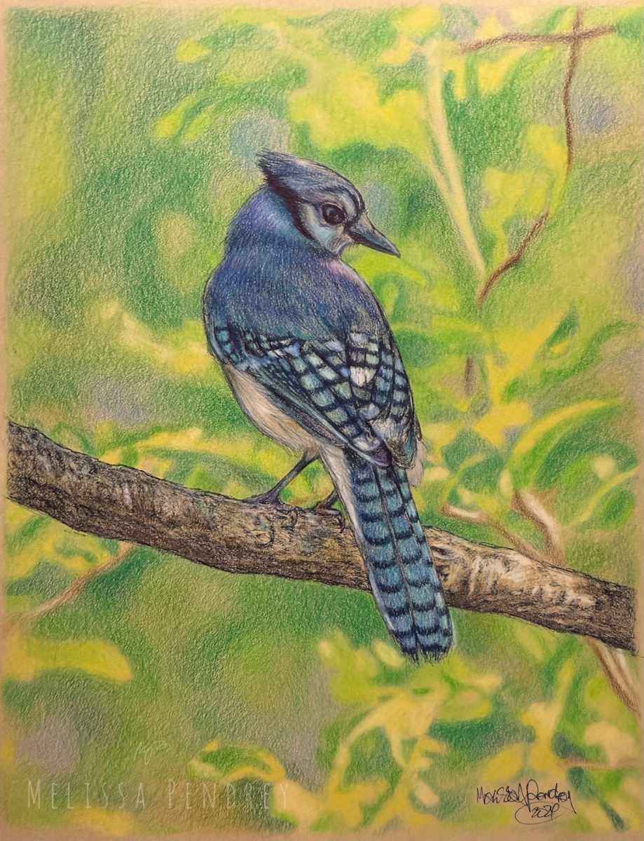 Blue Jay by Melissa Pendrey, Image 3.