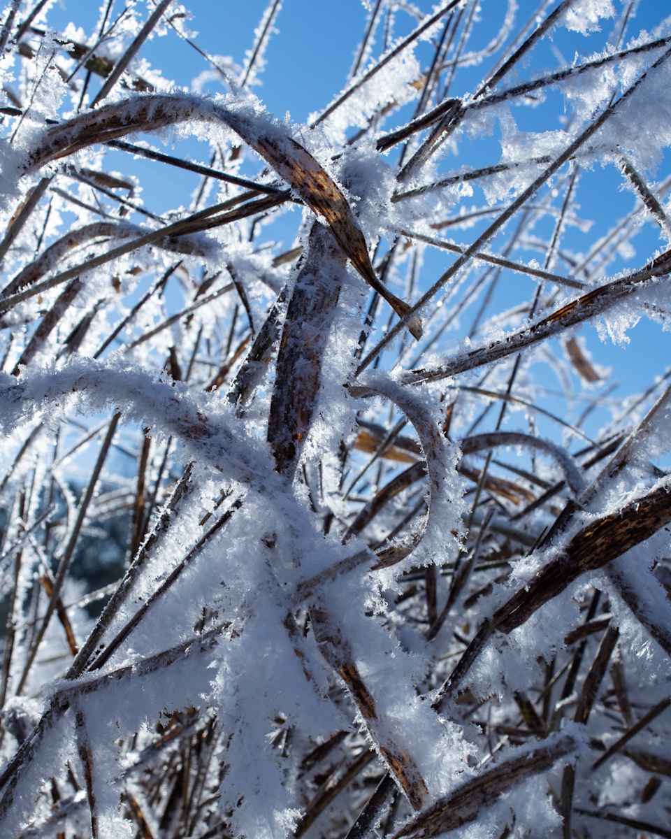 Frozen Grass by Gracie Ransonet 