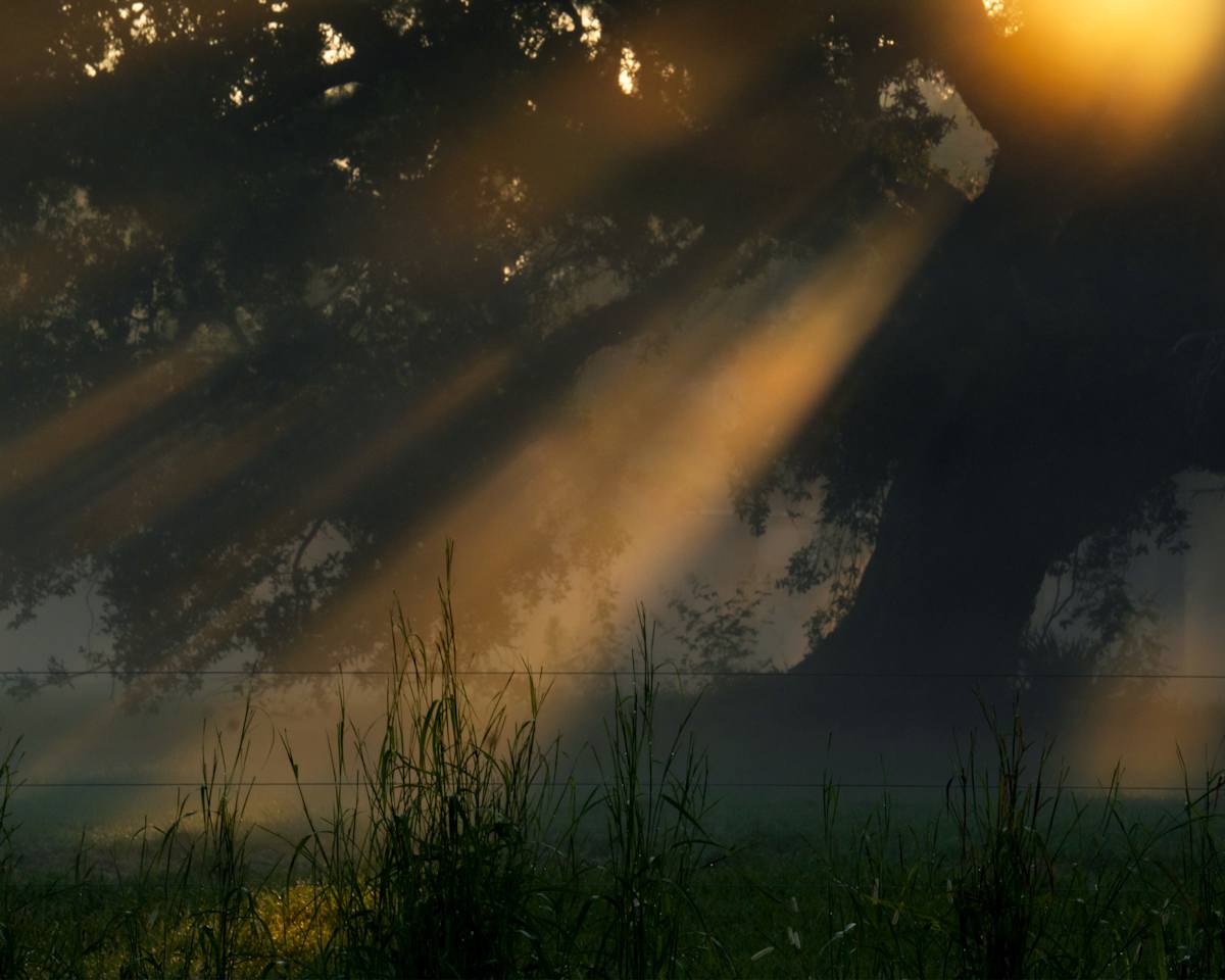 Foggy Rays by Gracie Ransonet 