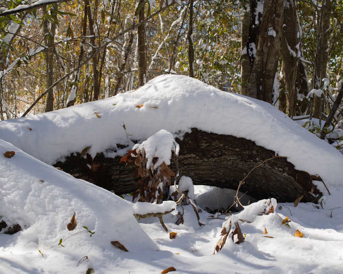 Snow Log by Gracie Ransonet 