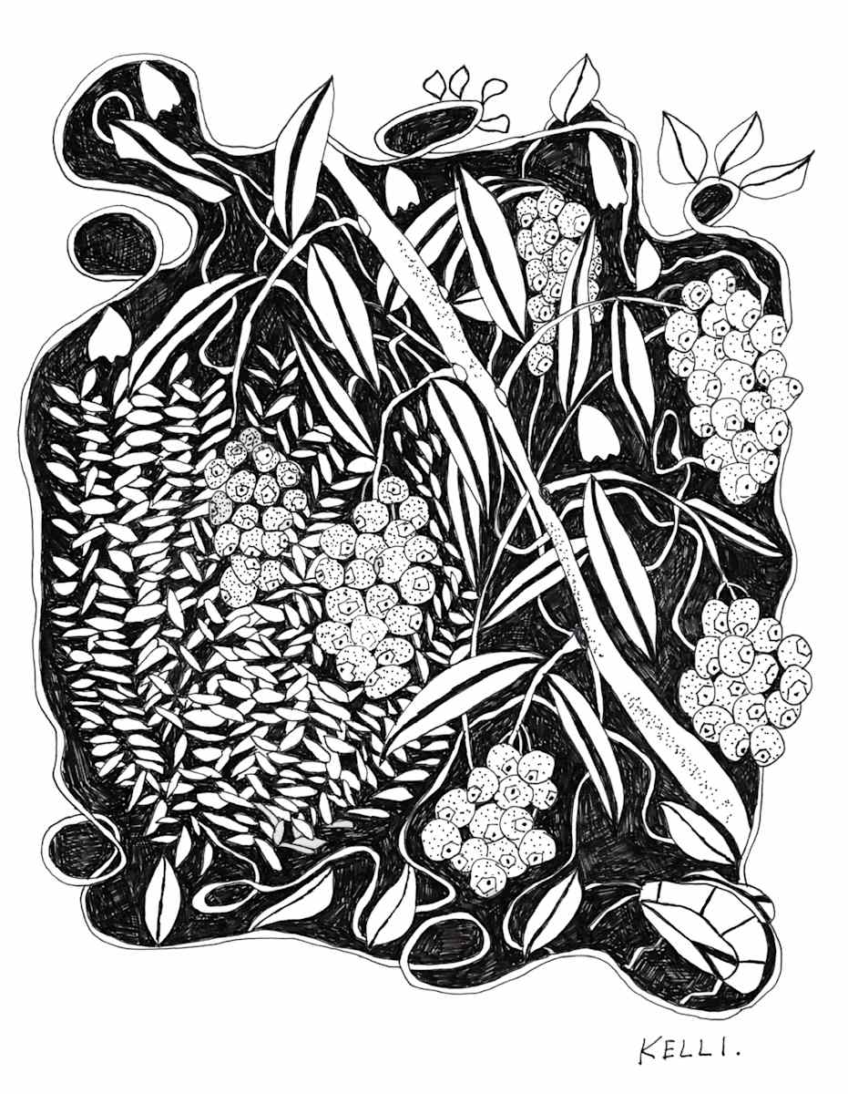 Blueberries by Kelli Foret 