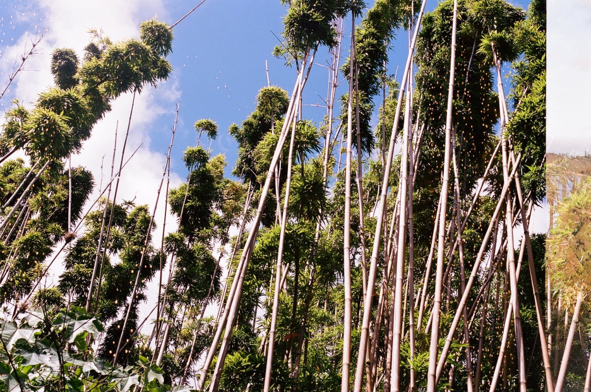 Bamboo Meets Wedding Lights by Anne-Marie Auer 