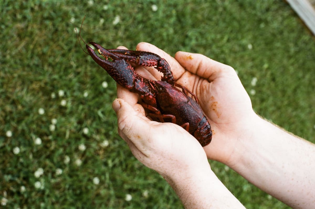 Good Eats by Anne-Marie Auer, Image 2.