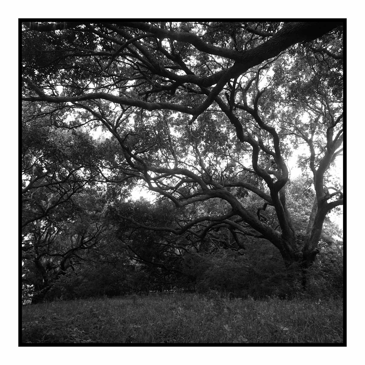 Chenier by Kristie Cornell, Image 2.