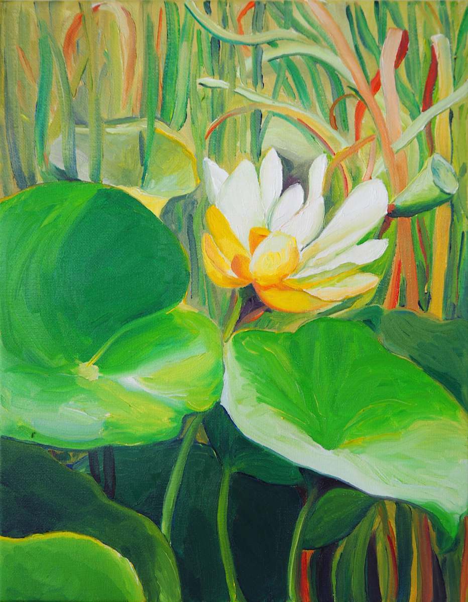 American Lotus at Cameron Prairie by Claire Dawkins 