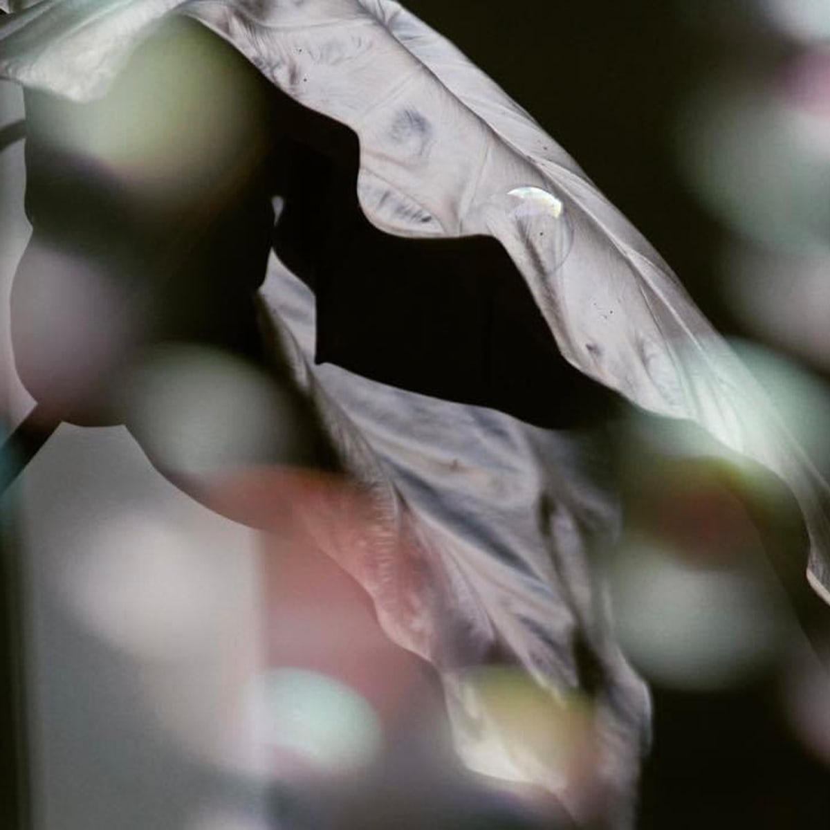 Bubble on Elephant Ear by Sarah Flores 