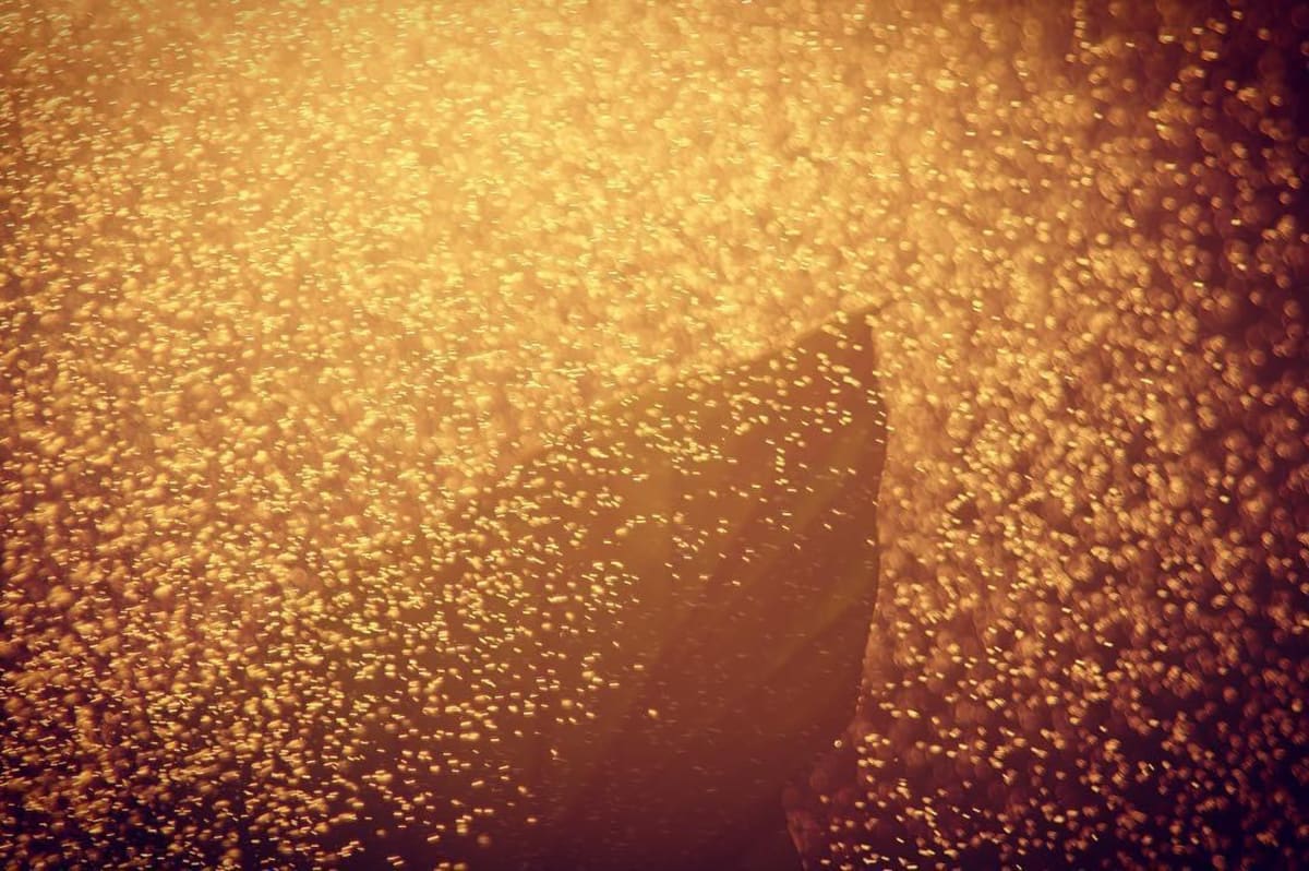 Golden Light by Sarah Flores 