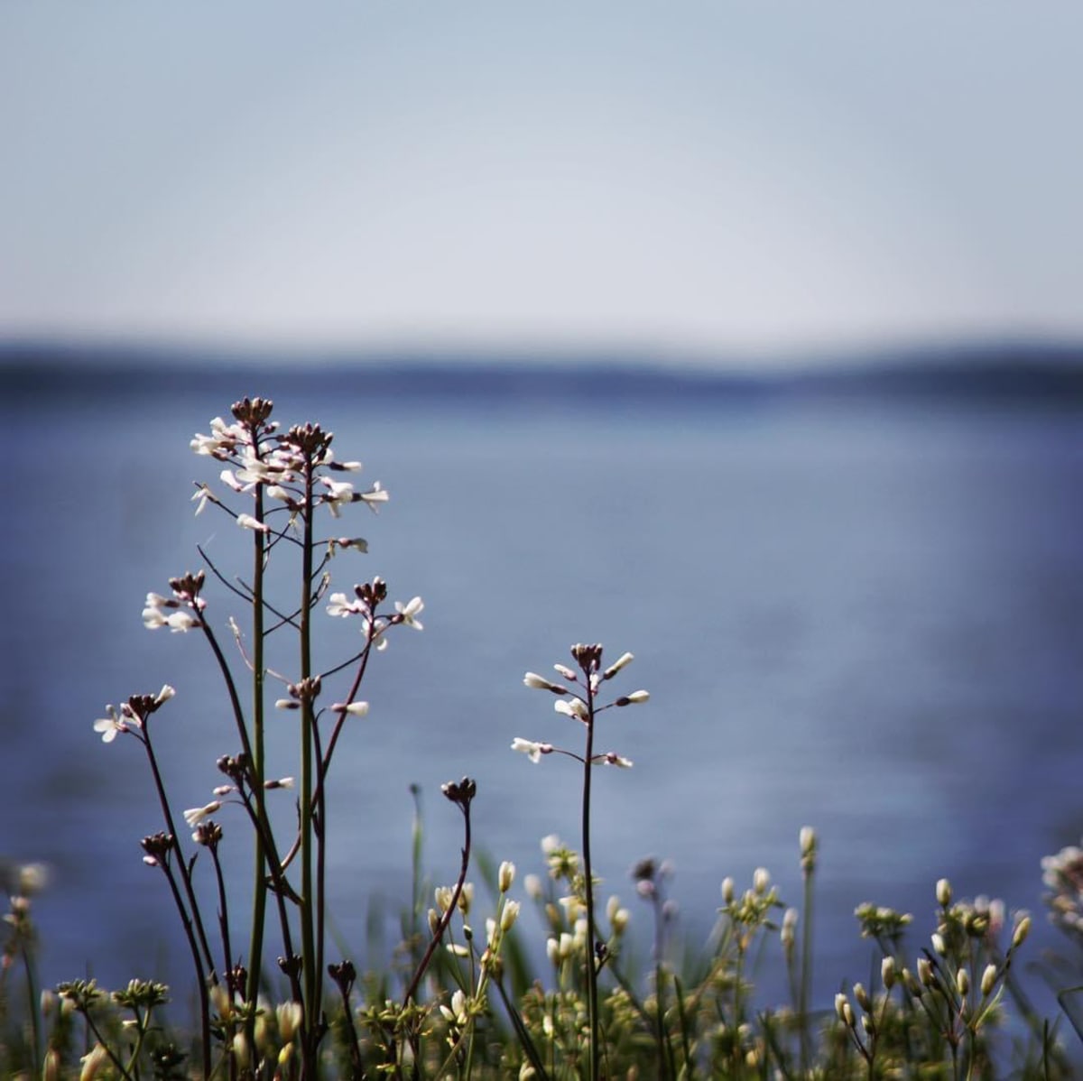 Spring in Toledo by Sarah Flores, Image 1.