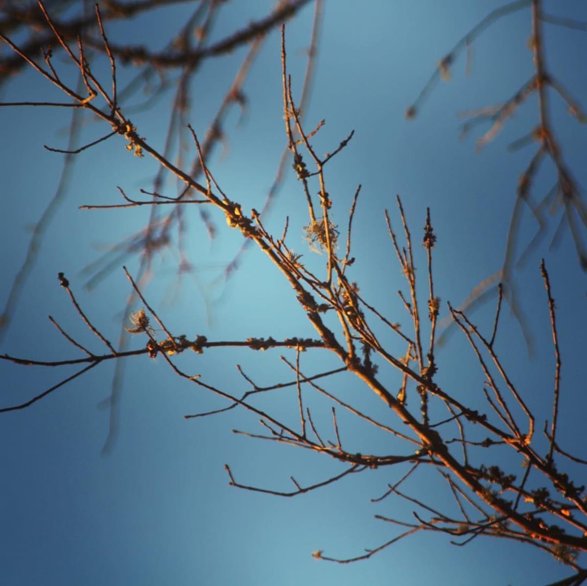 Winter Branch by Sarah Flores 