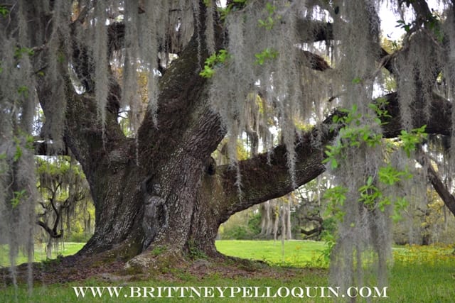 Rooted by Brittney Pelloquin, Image 1.