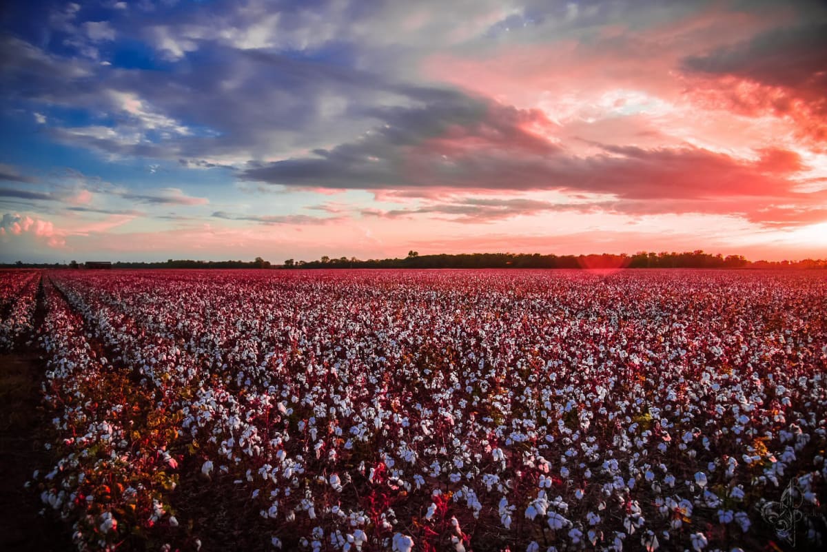 Cotton Field Sunset by Bach Prados, Image 1.
