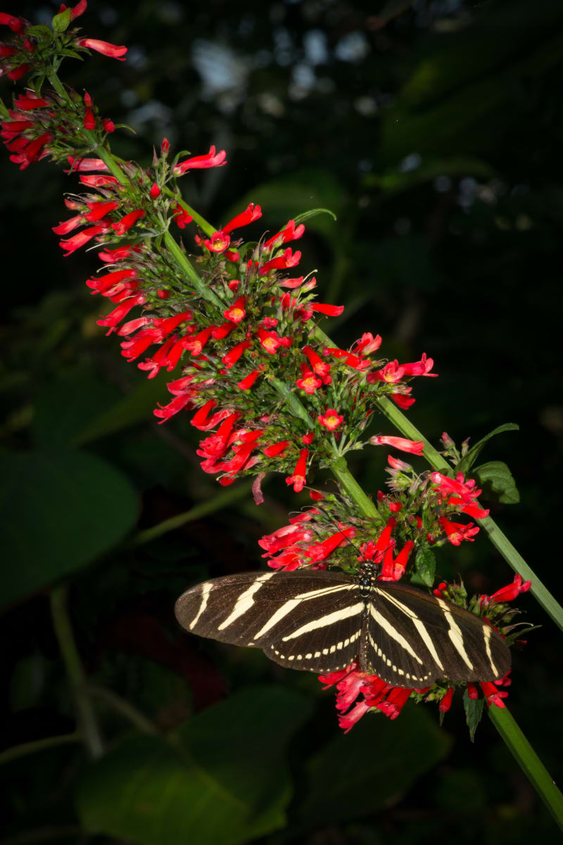 Heliconius Butterfly on a Red Firecracker Plant by Glenn Stokes 