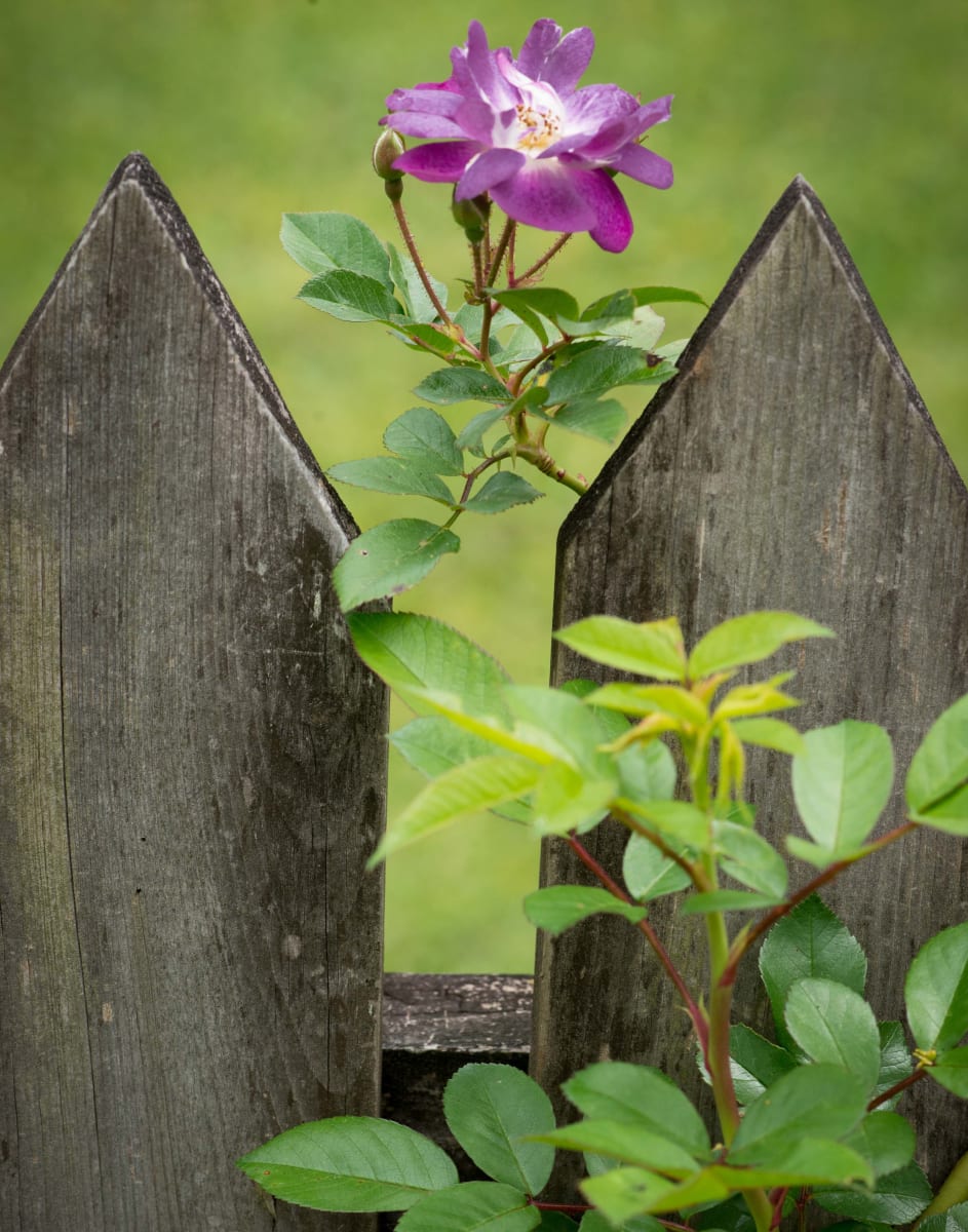 Climbing Rose on Fence by Glenn Stokes 