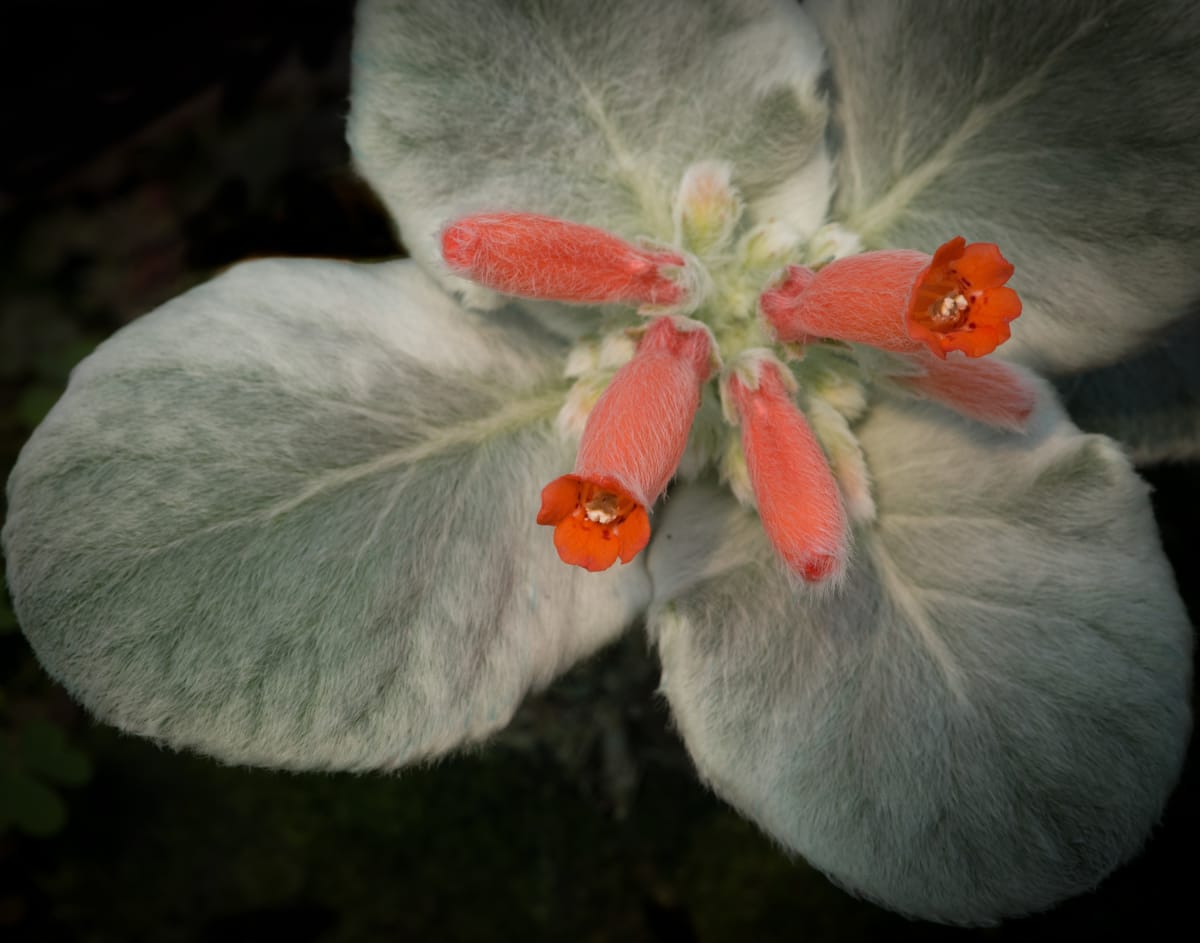 Makes You Want to Touch Brazilian Edelweiss by Glenn Stokes 