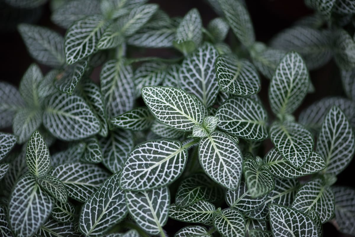 Fittonia by Glenn Stokes, Image 2.