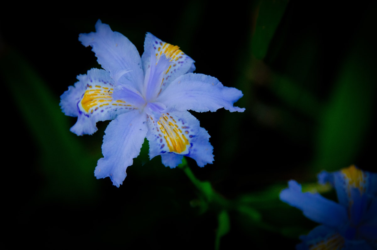 Dwarf Crested Iris by Glenn Stokes 