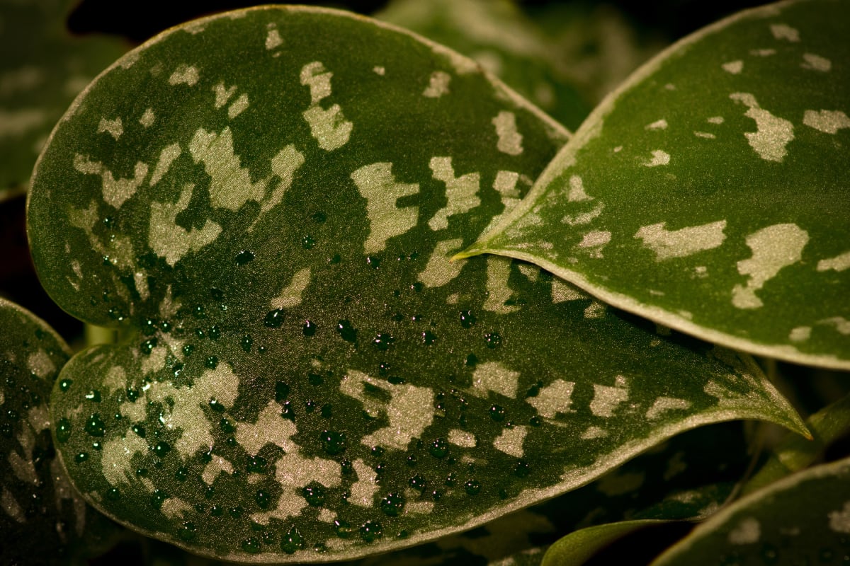 Silver Philodendron Vine by Glenn Stokes 