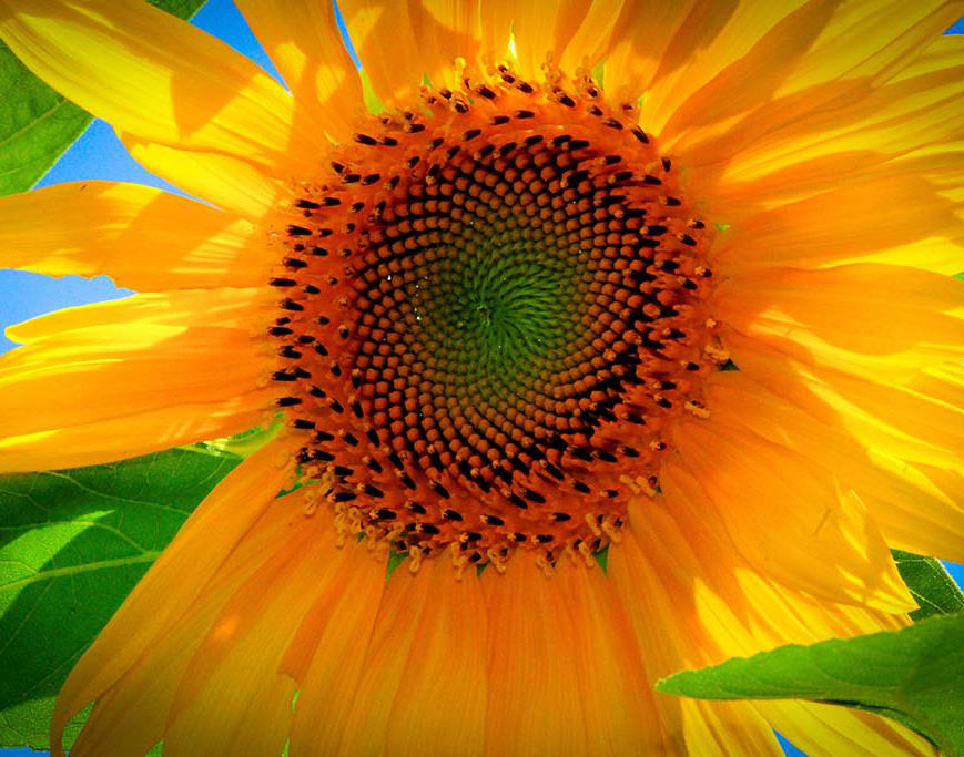 Sunflower by Glenn Stokes 