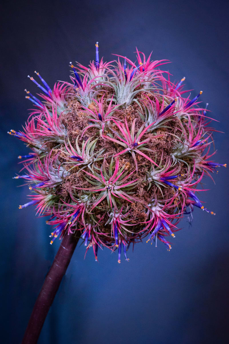 Mexican Tillandsia by Glenn Stokes 