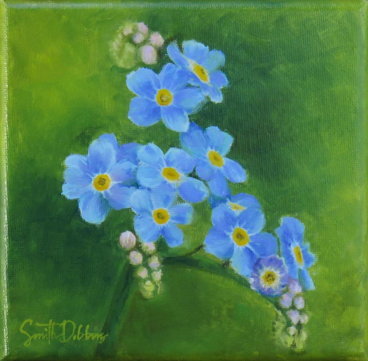 Alaska Forget-Me-Not, Image 1.