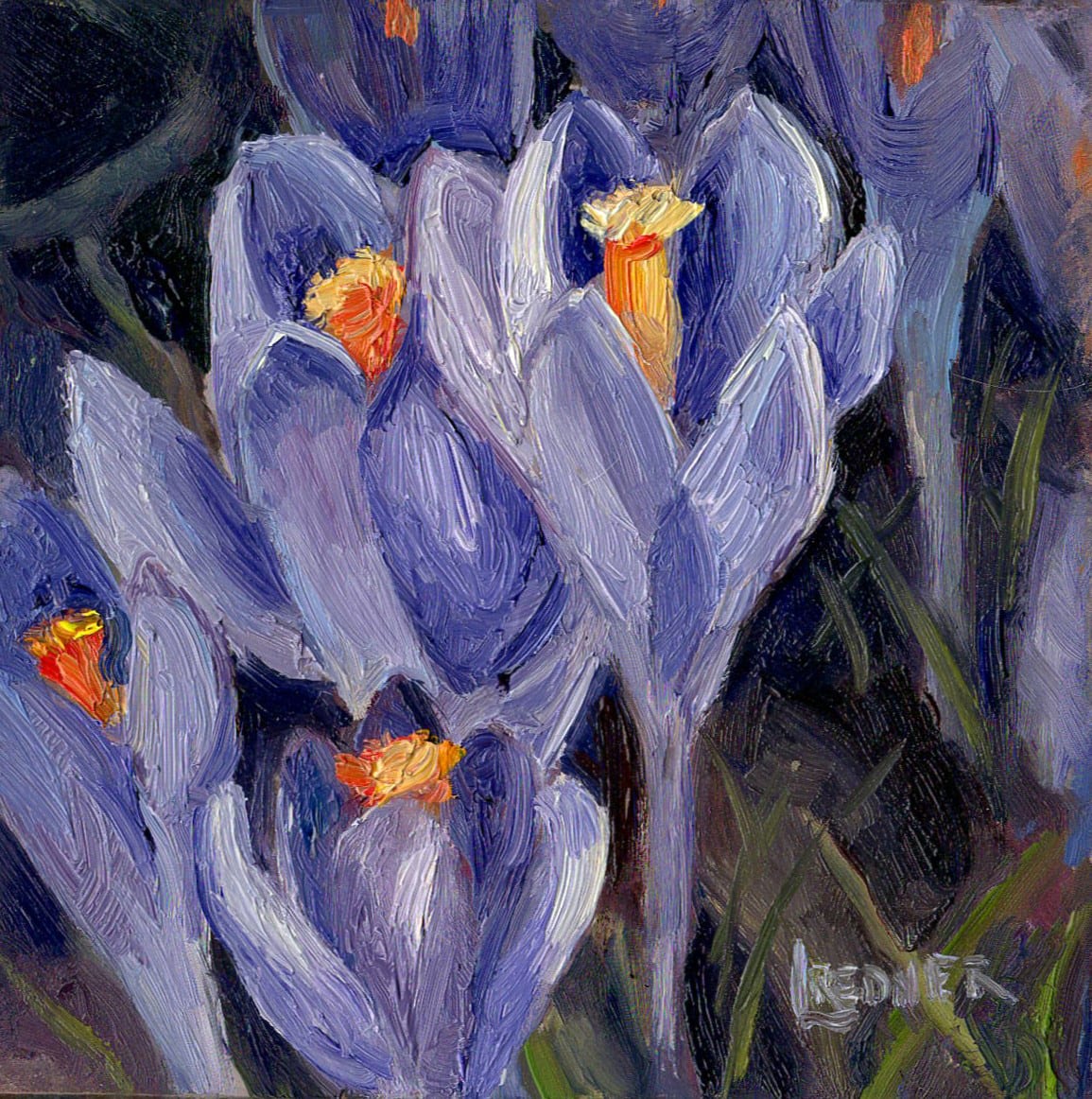 Spring Crocus 
