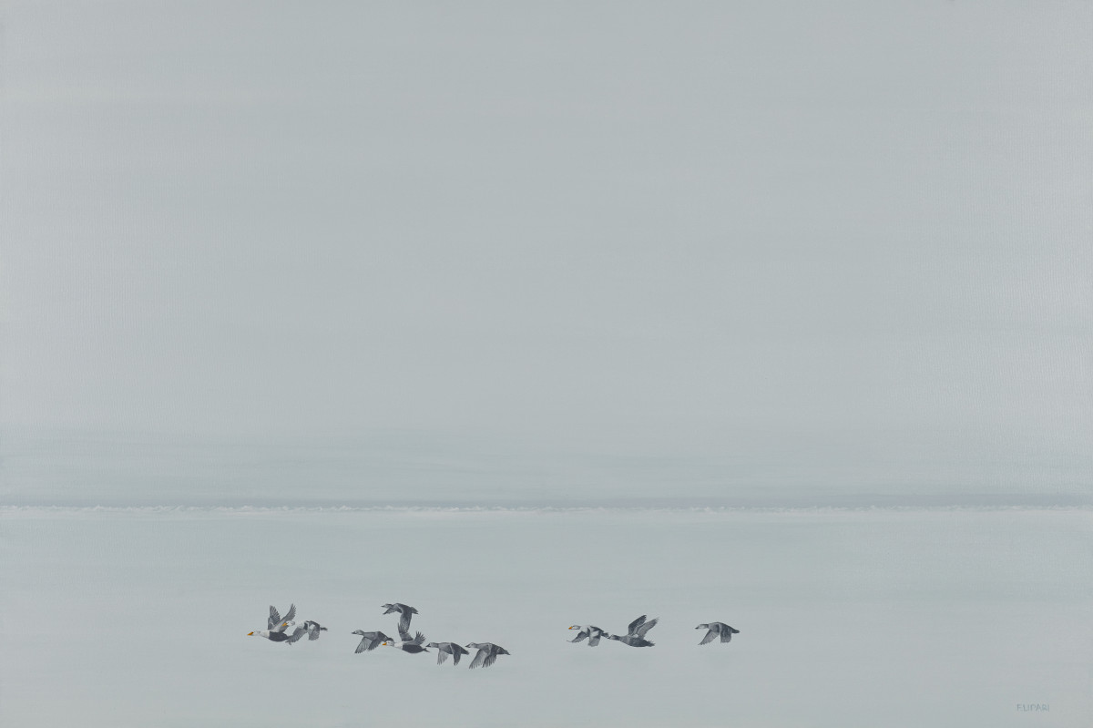 Eiders landing by F. Lipari 