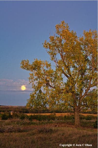 Cottonwood Moon by Jorn  Olsen 