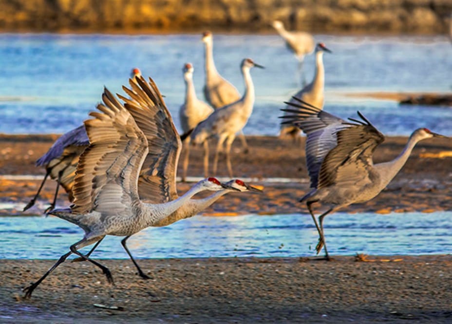 Cranes Taking Off by Terry  Koopman 