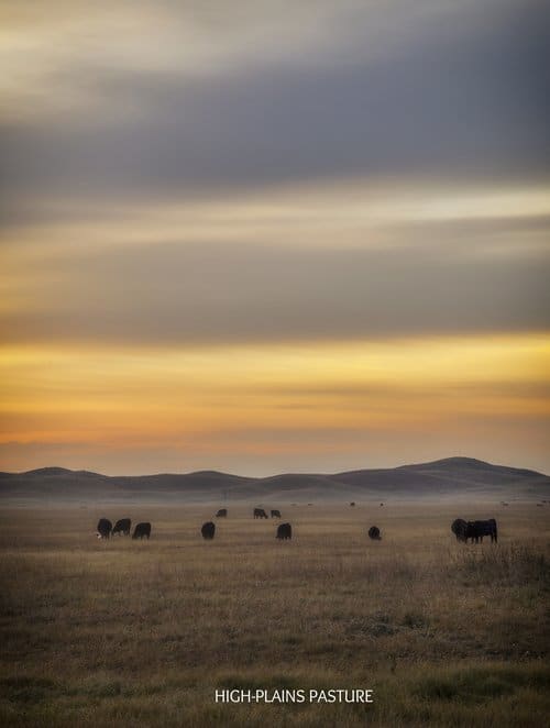 Sunset over Field with Cows by Terry  Koopman 