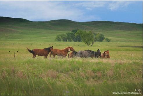 Horses in Green Field by Kurt  Johnson 