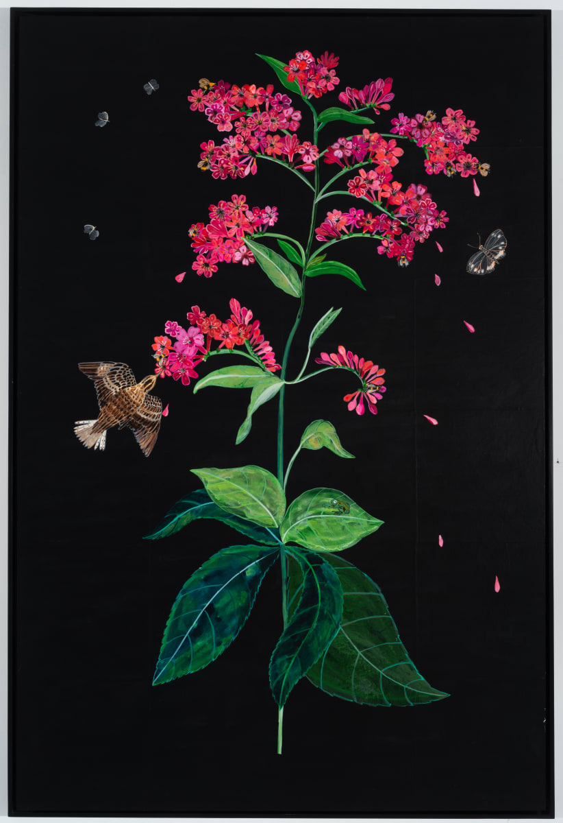 Swamp Milkweed by Nancy Friedemann-Sánchez 