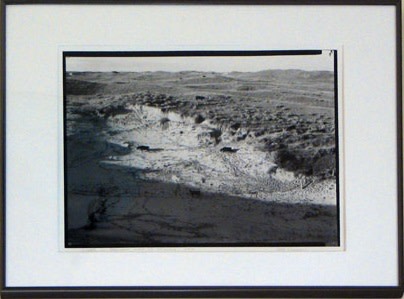 Cattle in Blowout, west of Alliance, NE, 1992 by Bill Ganzel 