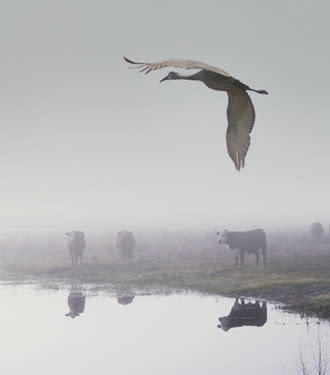 Crane Blessing by Diane Farris 