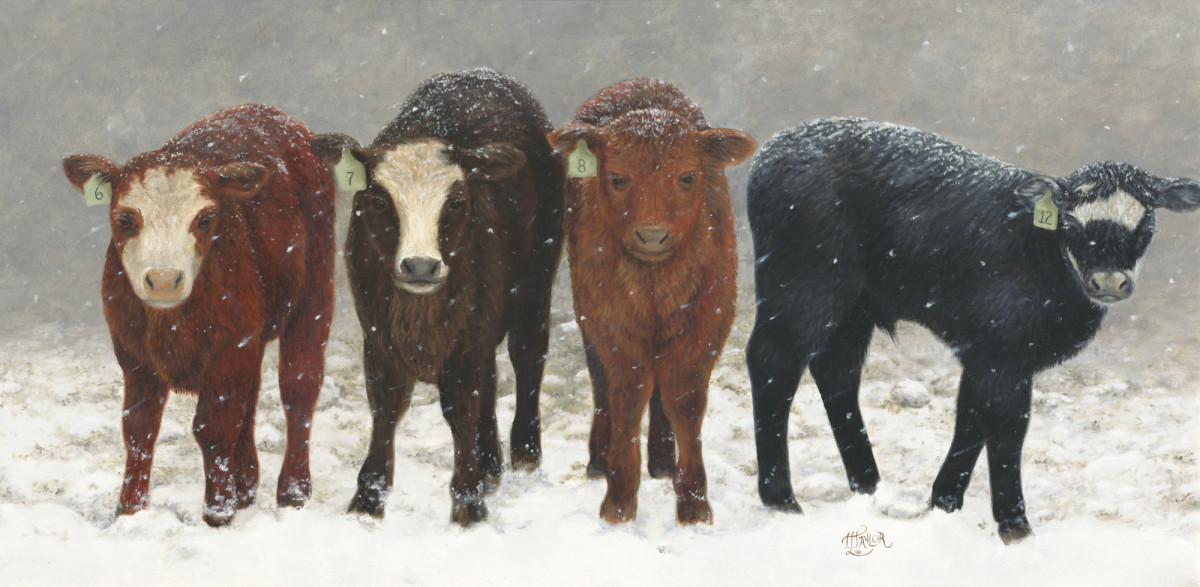 Inquisitive Calves by Tammy Taylor 