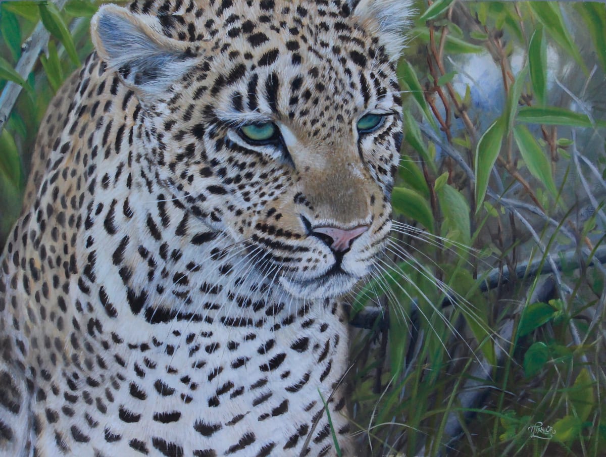 A Leopard's Gaze by Tammy Taylor 
