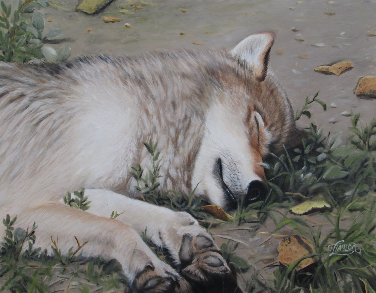 Afternoon Nap by Tammy Taylor 