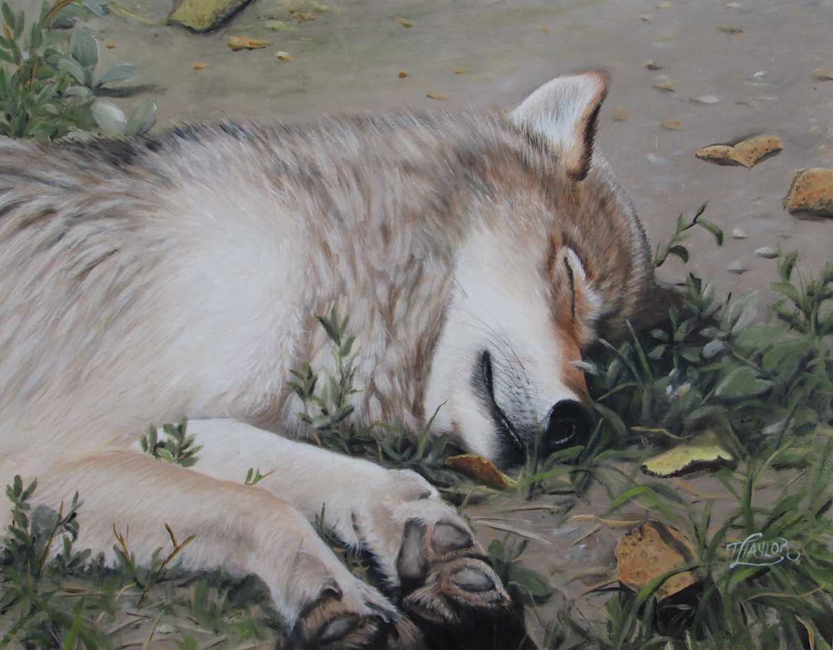 Afternoon Nap by Tammy Taylor, Image 1.