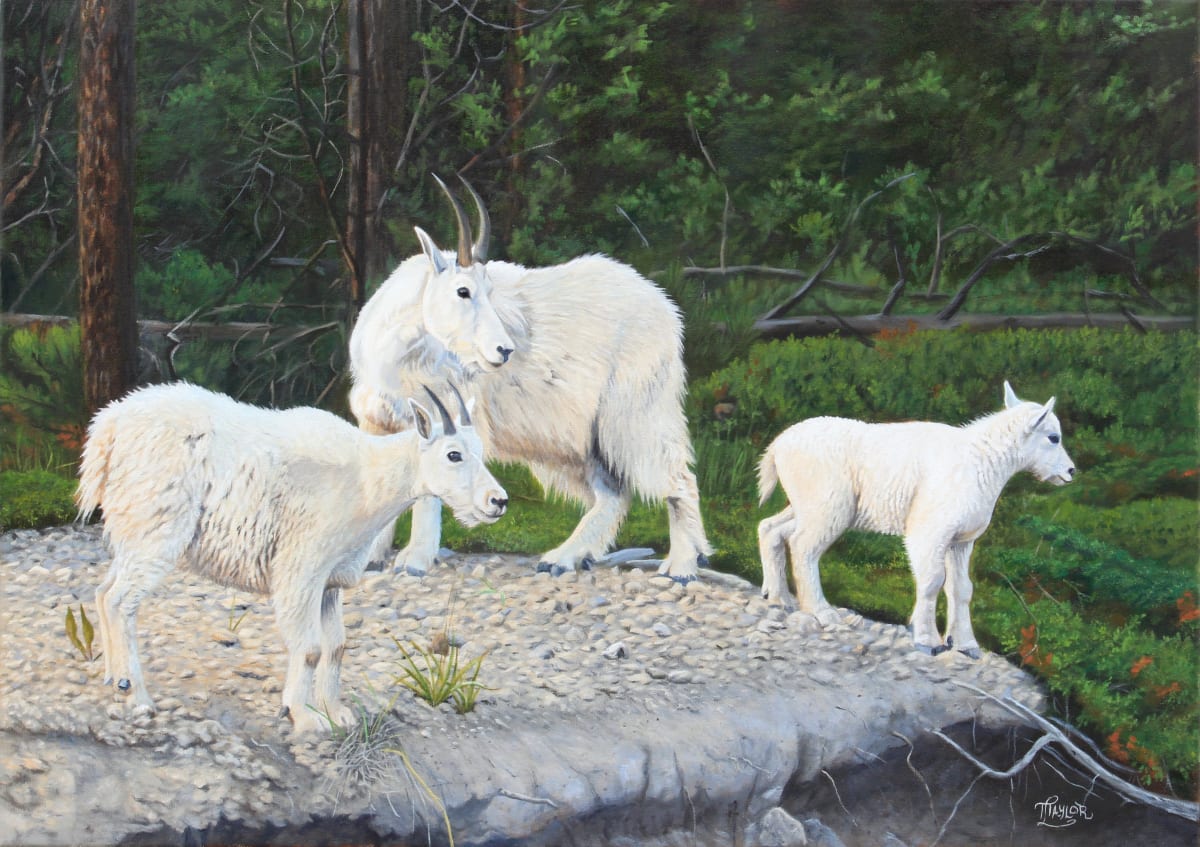 The Lookout by Tammy Taylor 