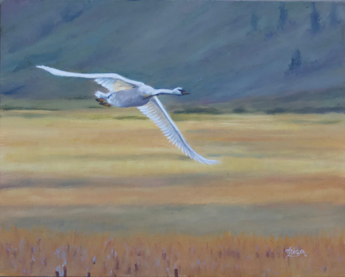 Fair Weather Flight, Image 1.