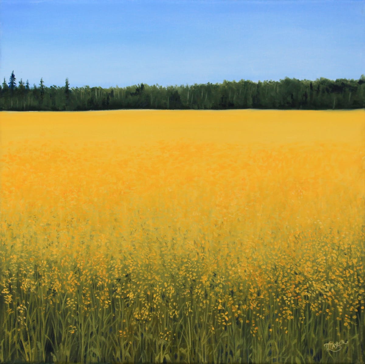 Field of Gold by Tammy Taylor 