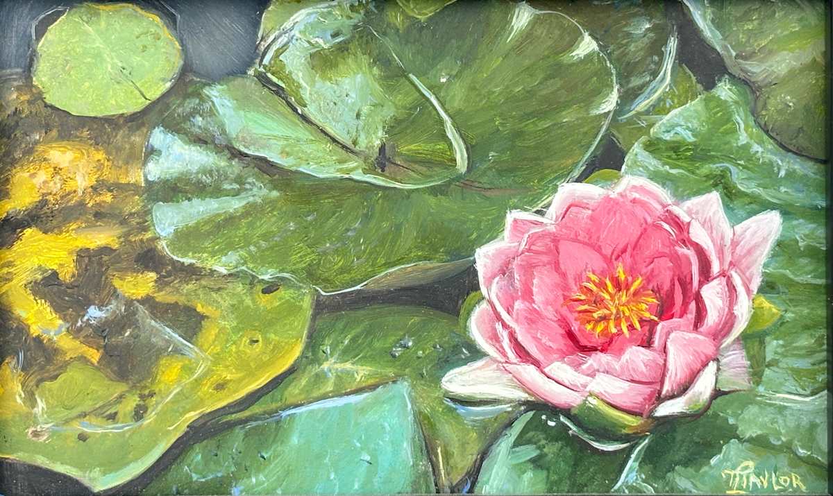 A Splash of Colour by Tammy Taylor 
