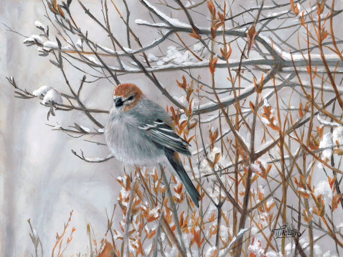 Pine Grosbeak by Tammy Taylor 