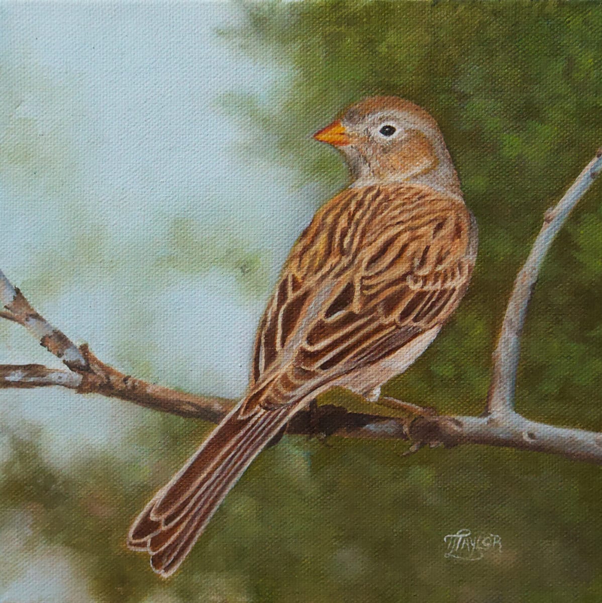 Worthen Sparrow by Tammy Taylor 