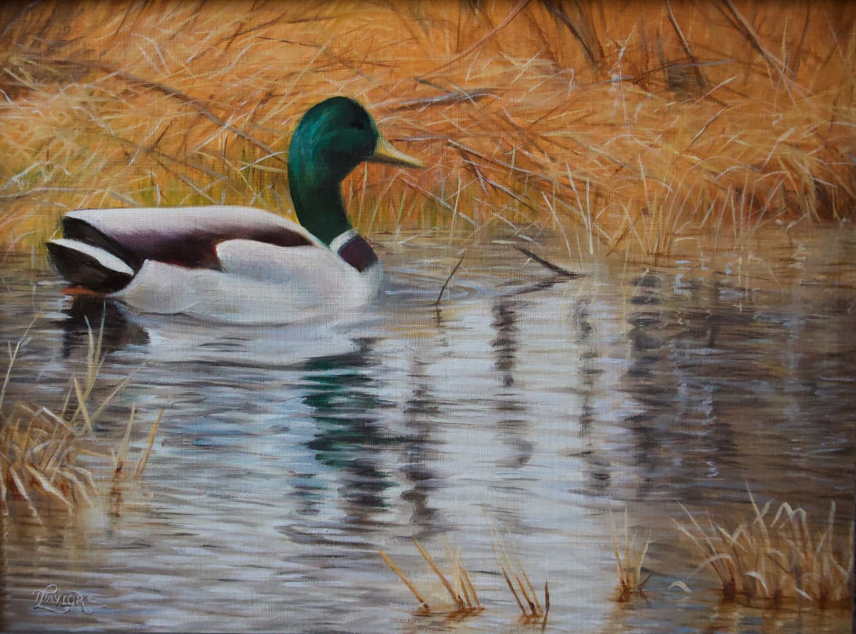 A Splash Of Colour by Tammy Taylor, Image 1.
