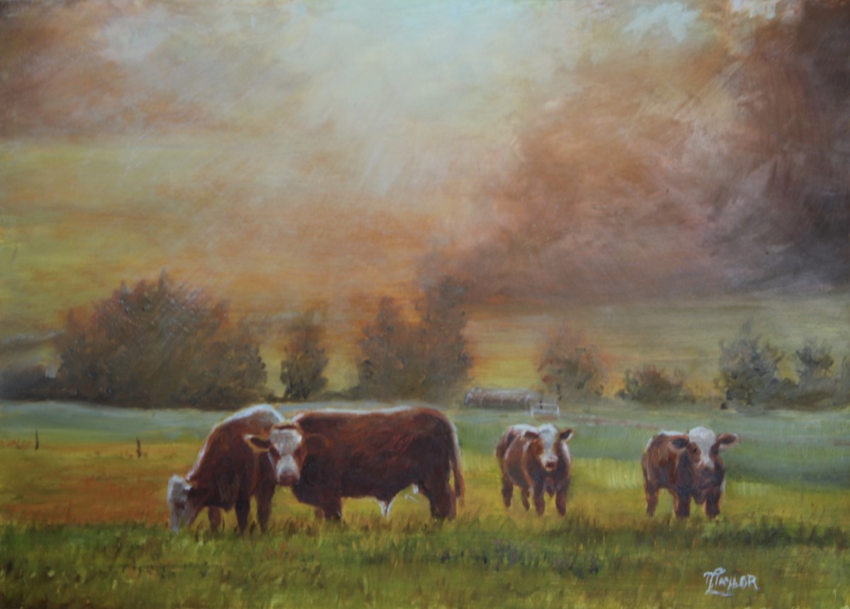 Sunrise On The Pastures by Tammy Taylor 