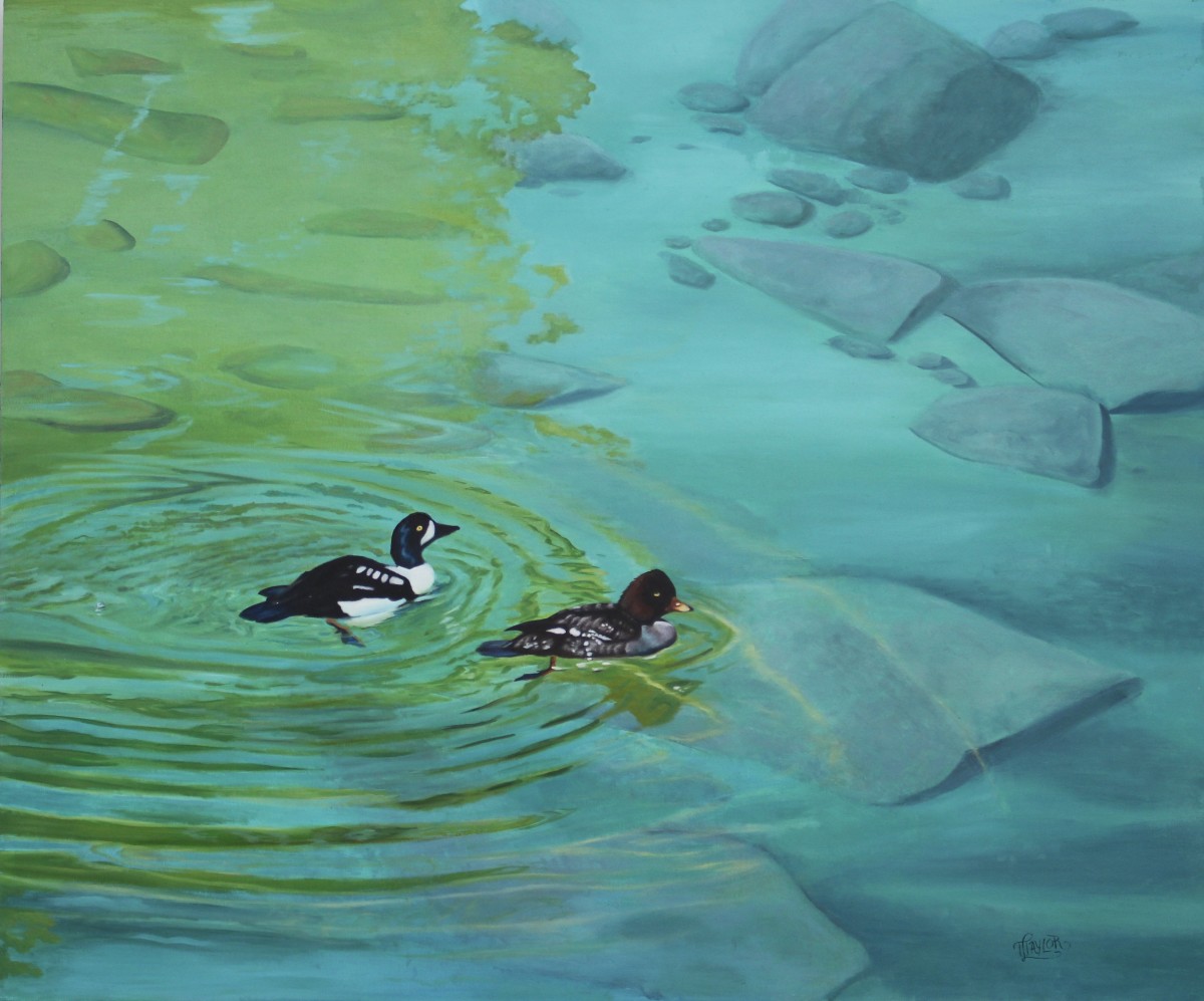 Reflections in Turquise - Barrow's goldeneye by Tammy Taylor 