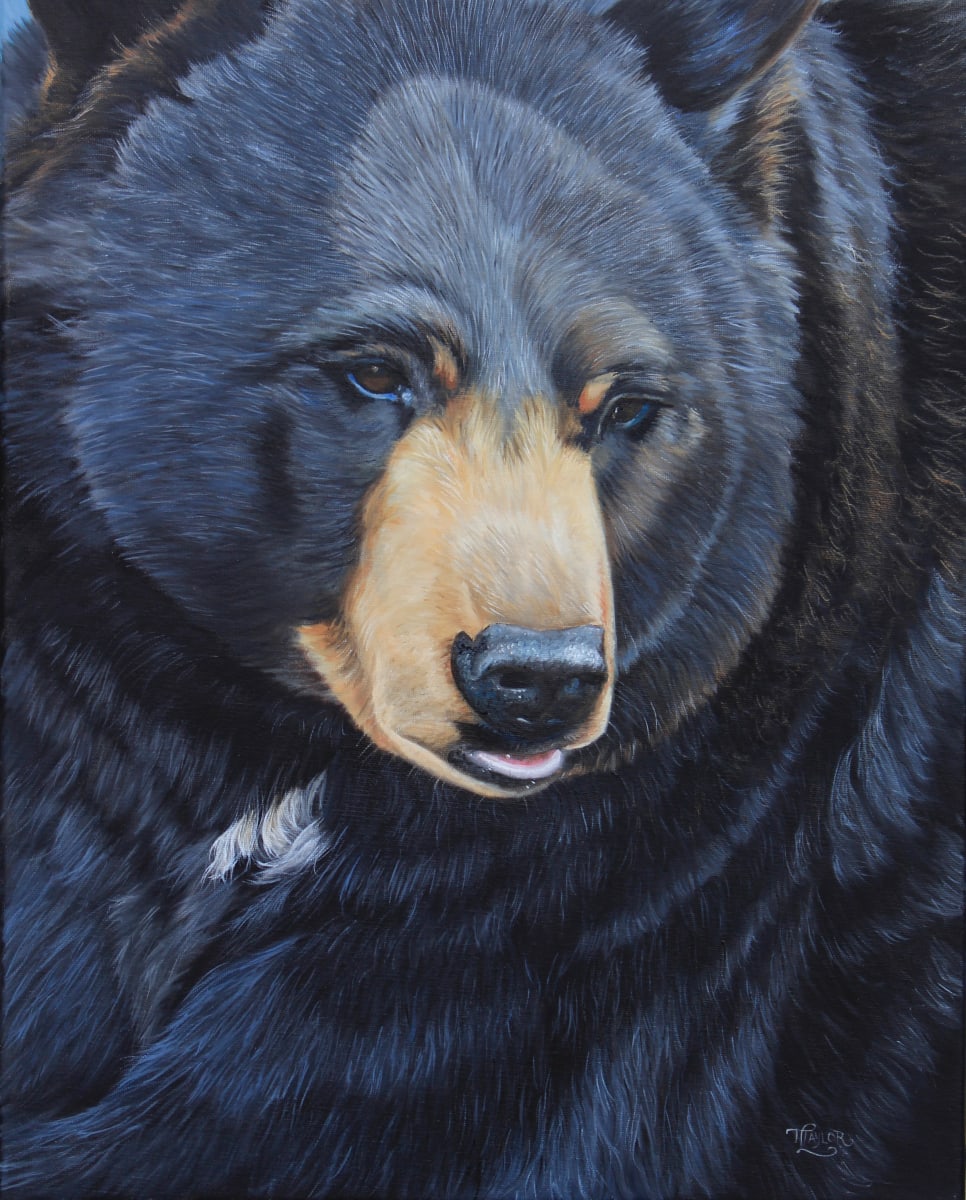 Bear Gaze by Tammy Taylor 